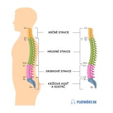 Stavce chrbtice, označenie stavcov C T L S – krčné, hrudníkové, driekové, krížové
