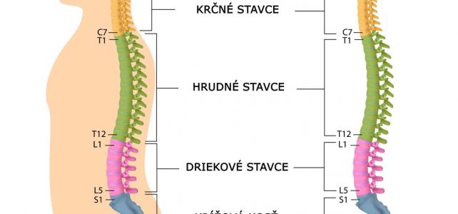 Stavce chrbtice, označenie stavcov C T L S – krčné, hrudníkové, driekové, krížové